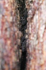 Cyrtodactylus