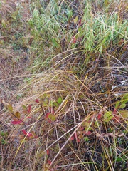Carex globularis