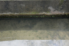 Channa striata