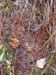 Sphagnum magellanicum