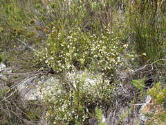 Lachnaea diosmoides