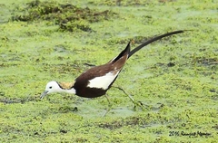 Hydrophasianus chirurgus