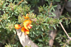 Pultenaea humilis