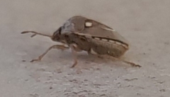 Stagonomus bipunctatus