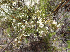 Lachnaea diosmoides