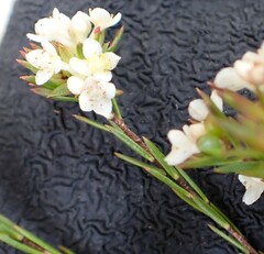 Lachnaea diosmoides