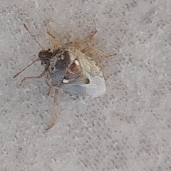 Stagonomus bipunctatus