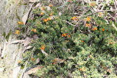 Pultenaea humilis
