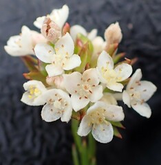 Lachnaea diosmoides