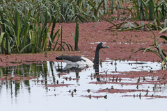 Anseranas semipalmata