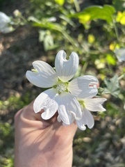 Malva weinmanniana