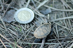 Emys orbicularis