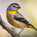Spotted Pardalote - Photo (c) sirkendizzle, some rights reserved (CC BY-NC)