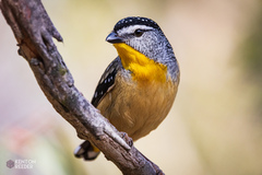 Spotted Pardalote photo 2