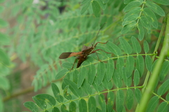 Mictis longicornis