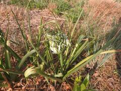 Albuca setosa