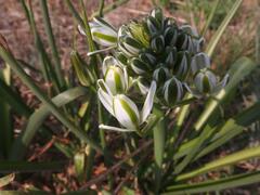 Albuca setosa