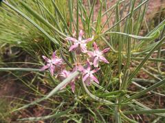 Asclepias stellifera