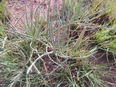 Asclepias stellifera