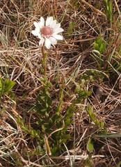 Callilepis laureola