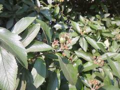 Crataegus mexicana