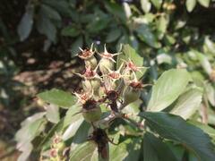 Crataegus mexicana