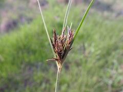 Cyperus rigidifolius