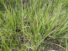 Cyperus rigidifolius