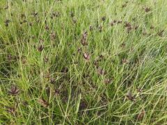 Cyperus macranthus