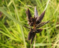 Cyperus macranthus