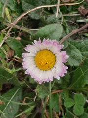 Bellis sylvestris