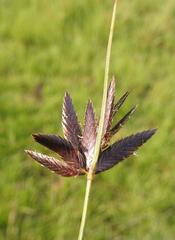 Cyperus macranthus