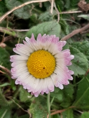 Bellis sylvestris
