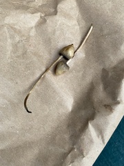 Psilocybe semilanceata