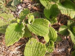 Helichrysum nudifolium