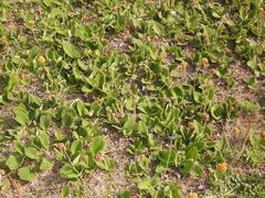 Helichrysum nudifolium