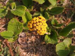 Helichrysum nudifolium
