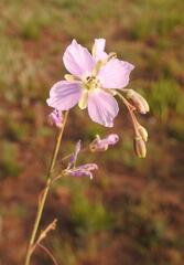 Heliophila rigidiuscula