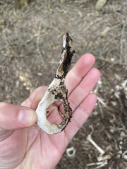 Notamacropus eugenii decres