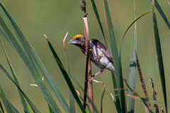 Ploceus benghalensis