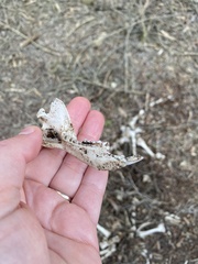 Notamacropus eugenii decres