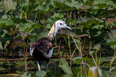 Hydrophasianus chirurgus