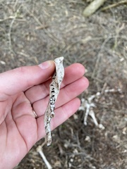 Notamacropus eugenii decres