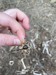 Notamacropus eugenii decres