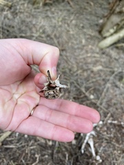 Notamacropus eugenii decres