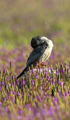 Falco amurensis