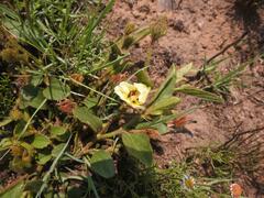 Hibiscus aethiopicus ovatus