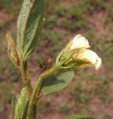 Hibiscus aethiopicus ovatus