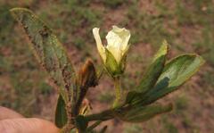 Hibiscus aethiopicus ovatus