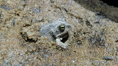 Tomopterna delalandii